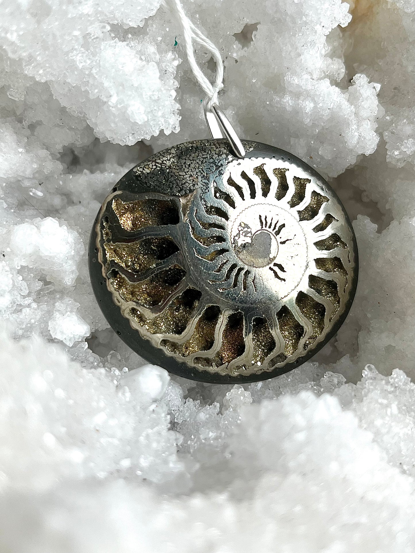 Ammonite Pyritisé a été volé merci de me contacter si aperçue. Récompense.