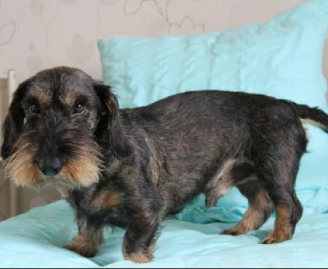 Mini-box "mineral&animal" totem